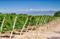 San Rafael Vineyards & Wineries Tour