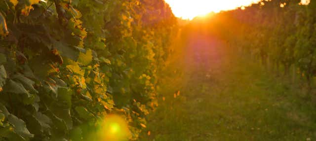 Visita alla cantina La Mansa Wine States