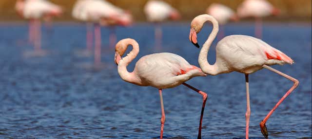 Escursione alla laguna de los Pozuelos