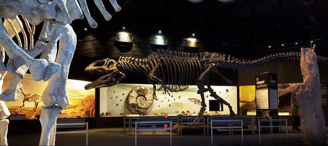 Biglietti per il Museo Paleontologico