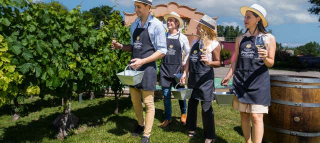 Visita alla cantina Hinojosa