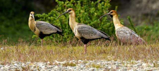 Avistamiento de aves en el Parque Nacional Tierra del Fuego
