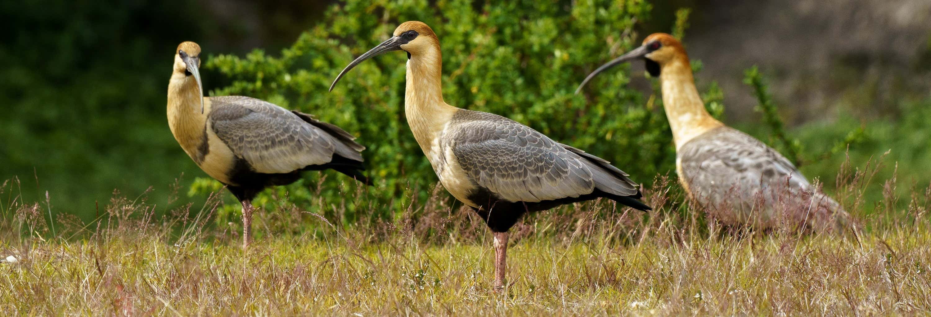 Avistamiento de aves en el Parque Nacional Tierra del Fuego