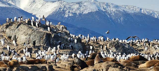 Escursione alla colonia di pinguini di Isla Martillo in barca sul Canale di Beagle