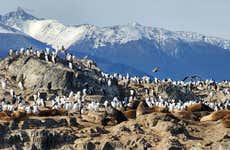 Martillo Island Penguins Day Trip