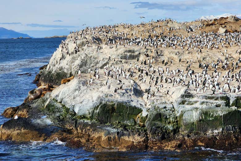 Martillo Island Penguins Day Trip