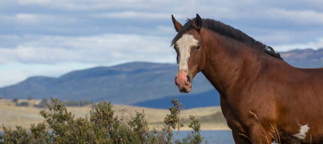 Passeggiata a cavallo al lago Escondido