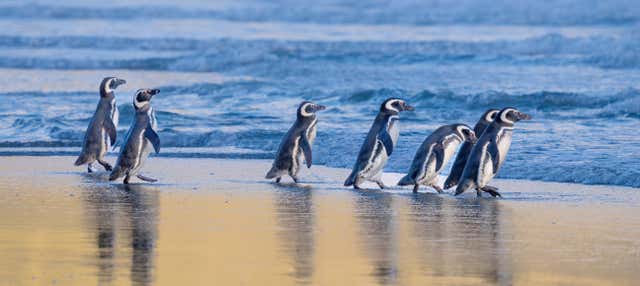 Escursione a Puerto Almanza + Avvistamento di pinguini all'isola Martillo