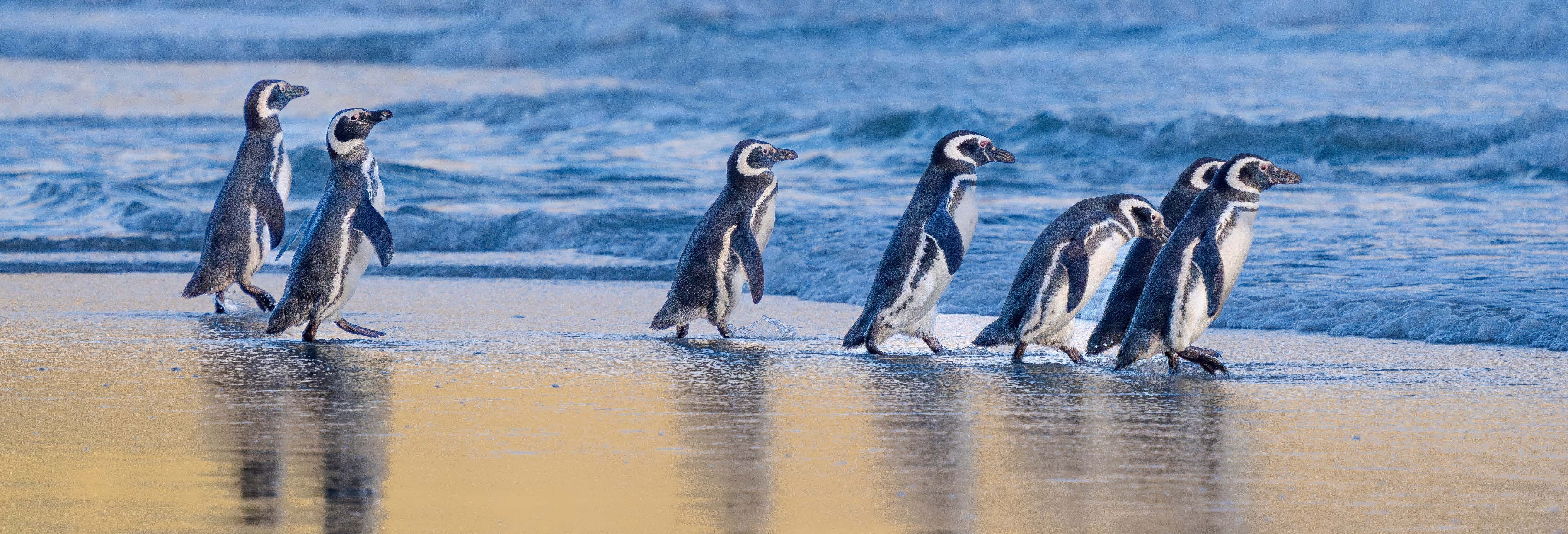 Escursione a Puerto Almanza + Avvistamento di pinguini all'isola Martillo