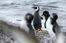 Ruta de la Centolla + Avistamiento de pingüinos en la isla Martillo