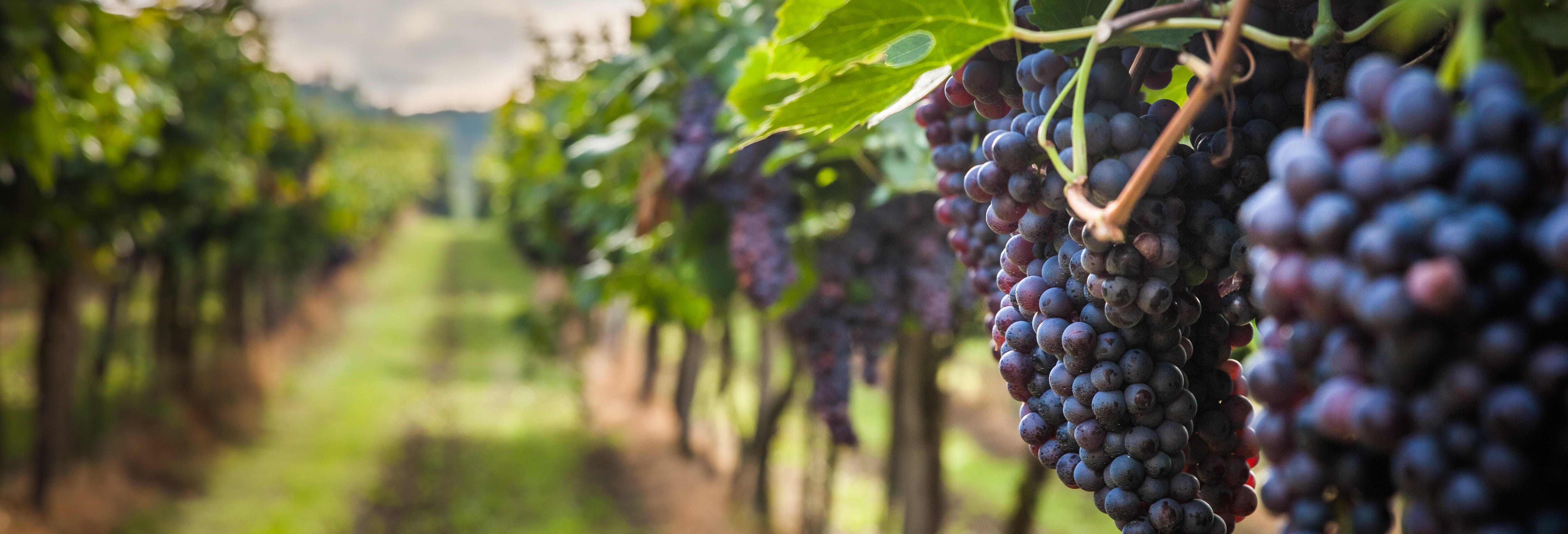 BordeRío Winery Tour