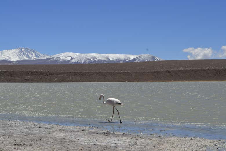 Imagen 2