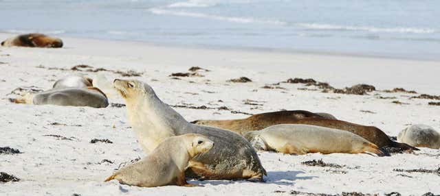 Escursione a Kangaroo Island