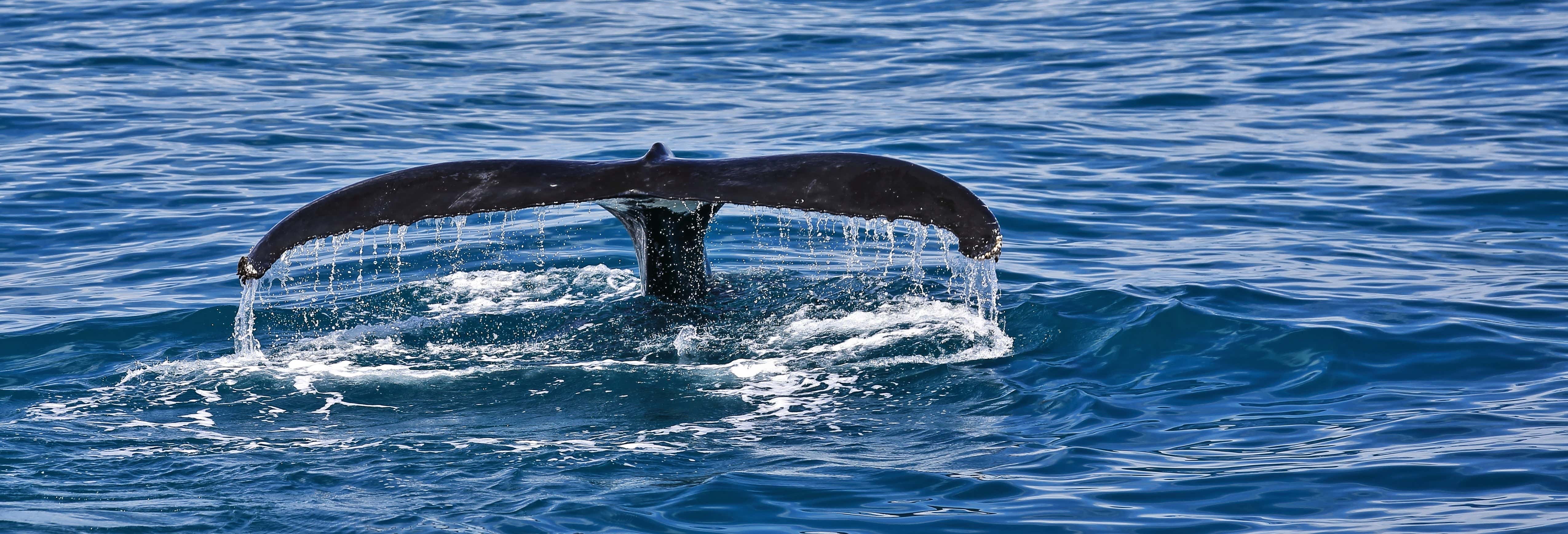 Whale Watching in Moreton Bay