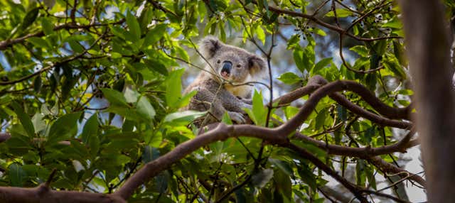Escursione all'Australia Zoo