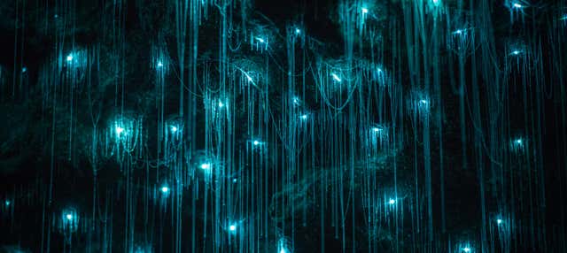 Escursione alle grotte Glow Worm della montagna Tamborine