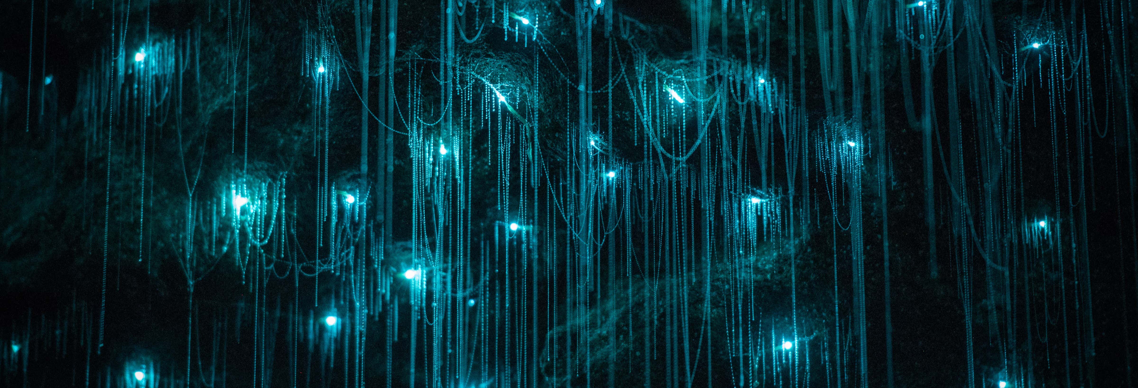 Escursione alle grotte Glow Worm della montagna Tamborine