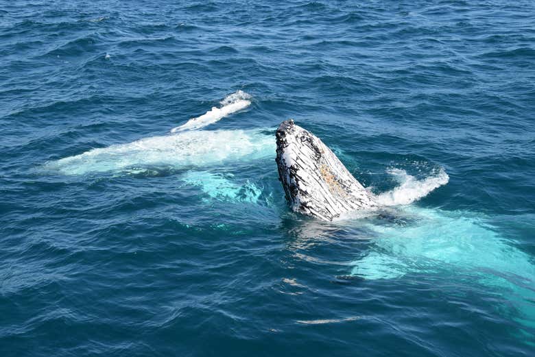 Whale Watching in Moreton Bay