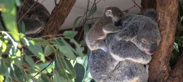 Giro in barca + Santuario dei koala