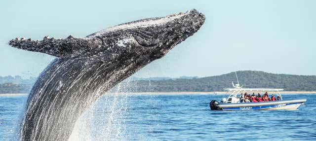 Avvistamento di balene nel Parco Marino di Cape Byron