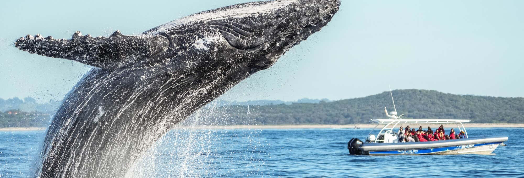 Avvistamento di balene nel Parco Marino di Cape Byron
