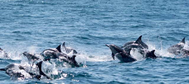 Avvistamento di delfini al Cape Byron Marine Park