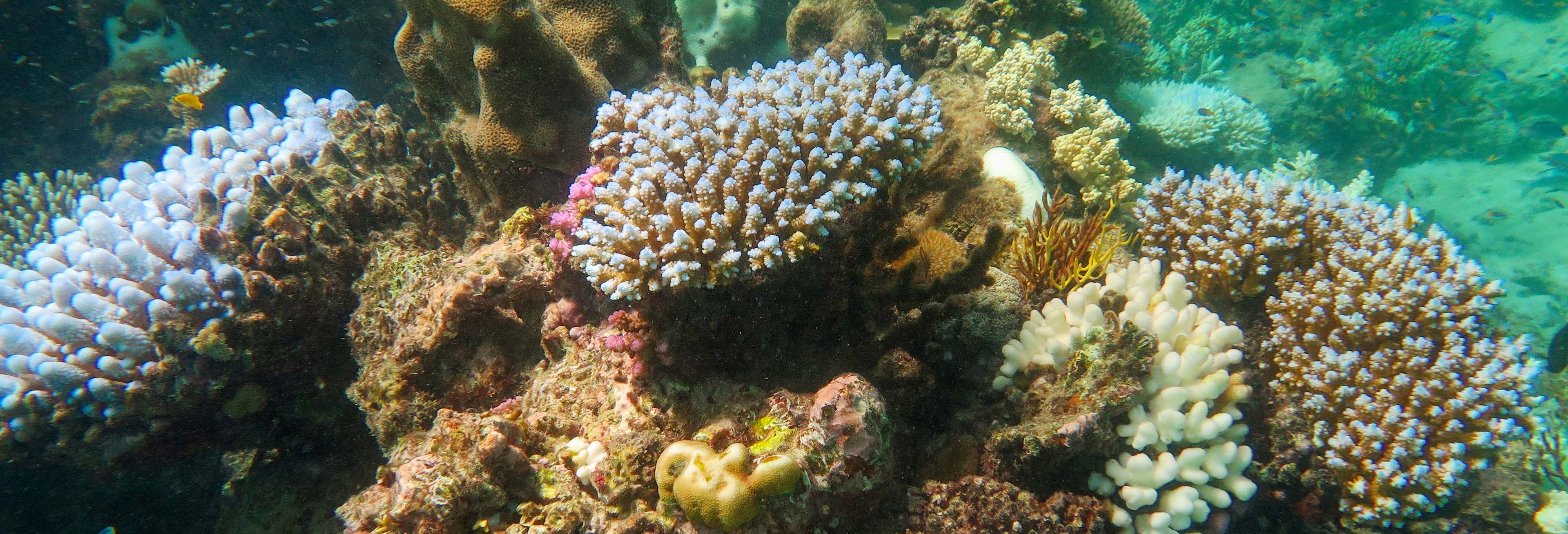 Immersione per principianti nella Grande Barriera Corallina