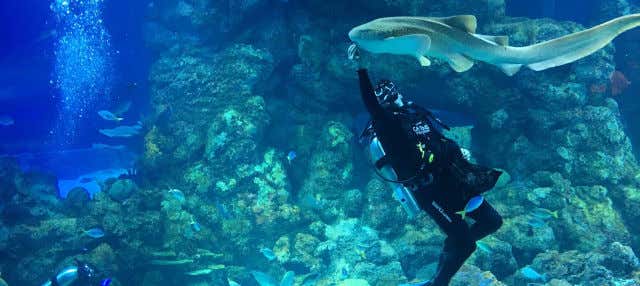 Biglietti per l'acquario di Cairns
