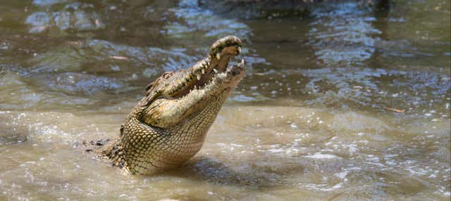 Escursione a Hartley's Crocodile Adventures