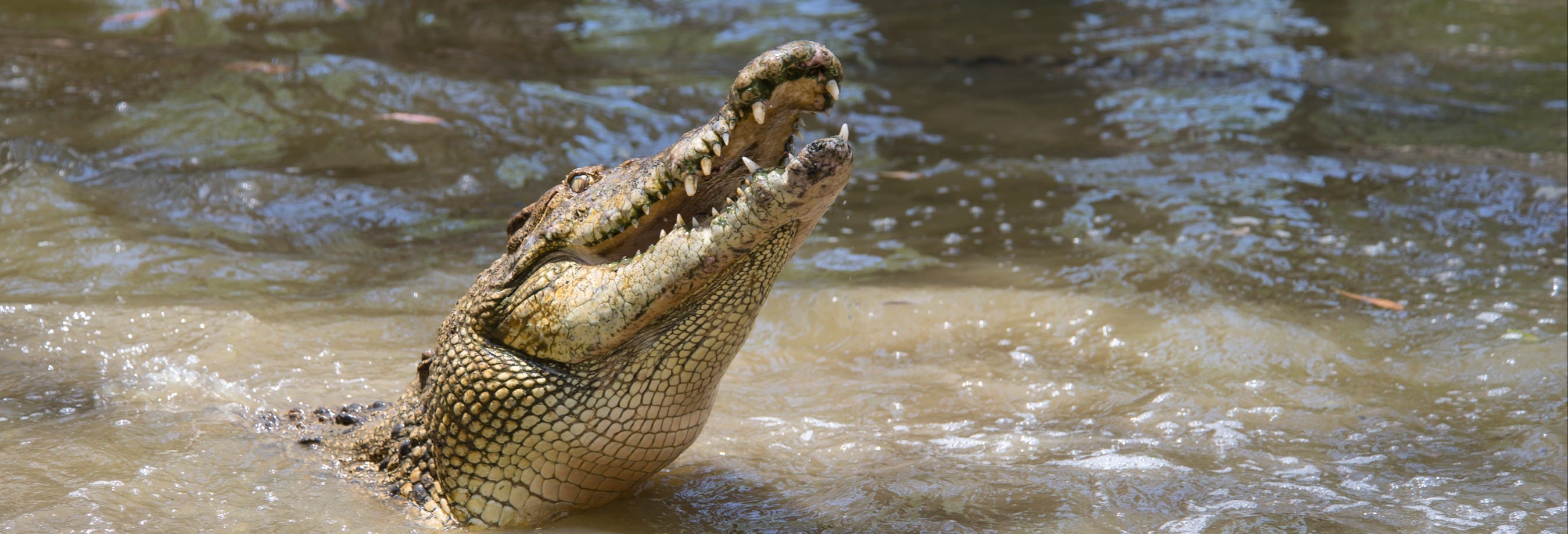 Day Trip to Hartley's Crocodile Adventures