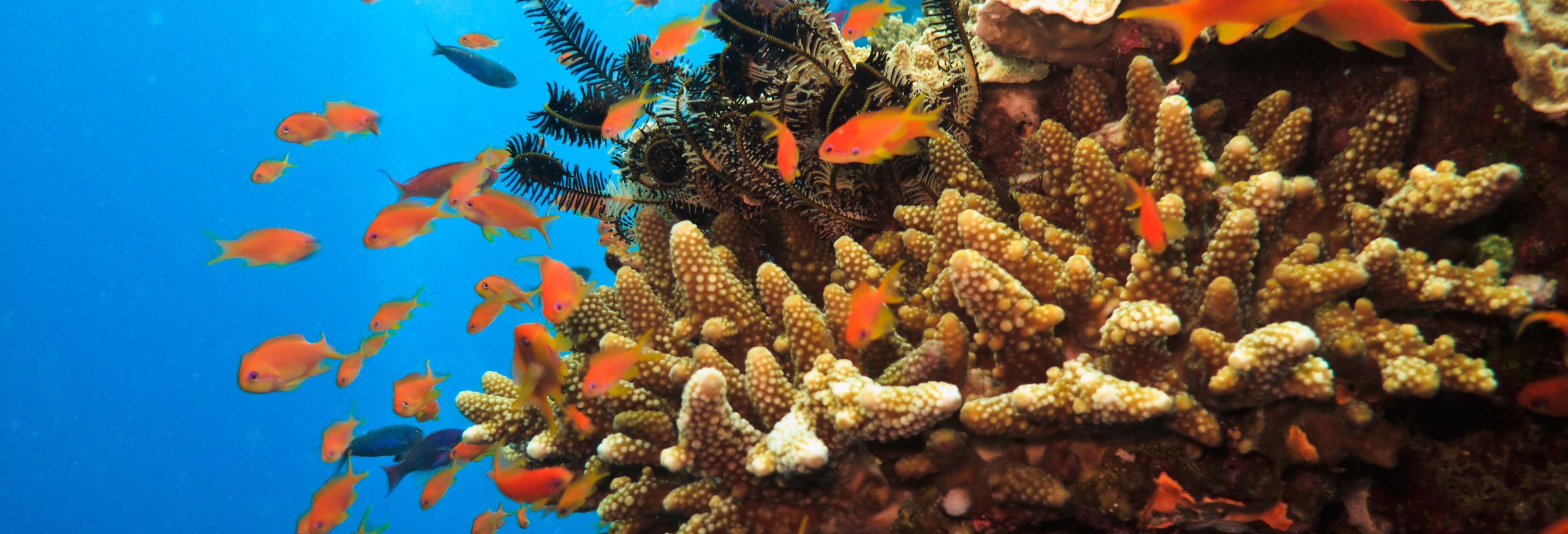 Snorkeling nella Grande Barriera Corallina