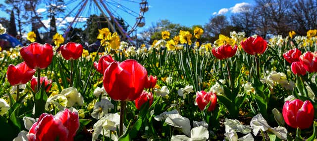 Tour del Floriade, il festival floreale di Canberra
