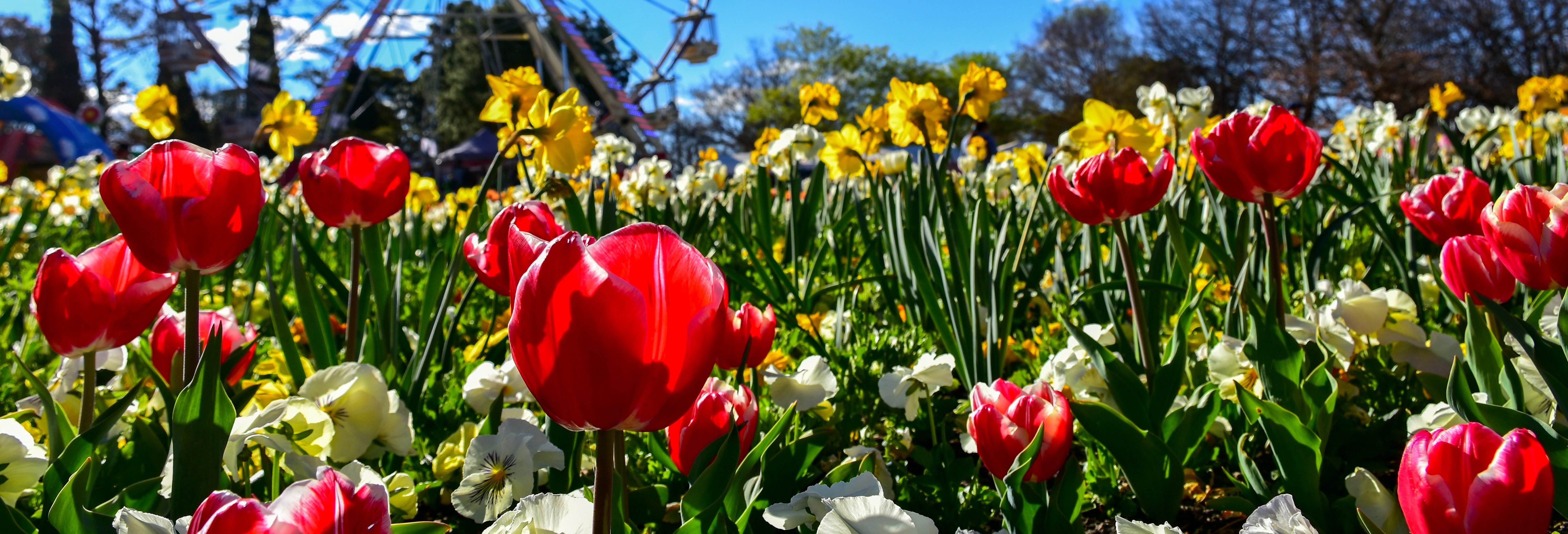 Canberra Floriade Tour