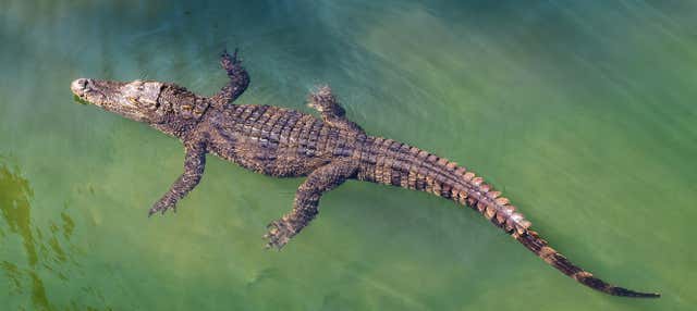 Biglietti per la Crocosaurus Cove