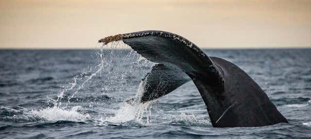 Avvistamento di balene nella baia di Geographe