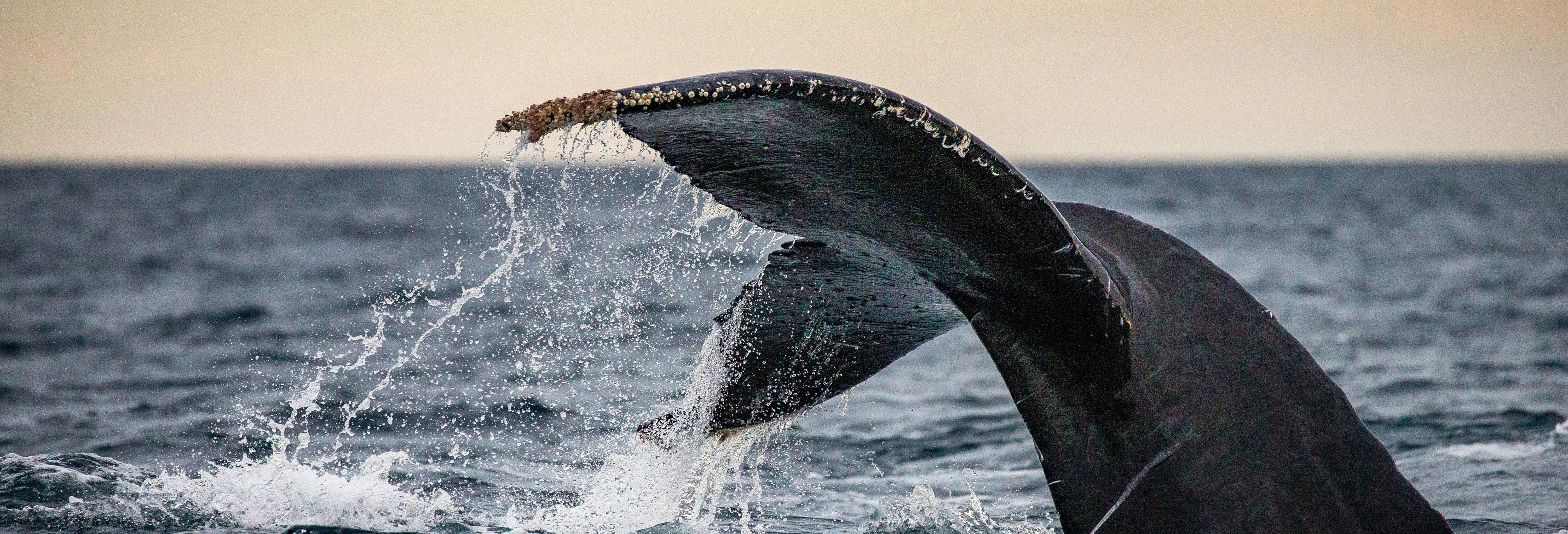 Whale Watching in Geographe Bay