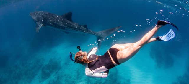 Bagno con gli squali o le megattere sulla Costa di Ningaloo