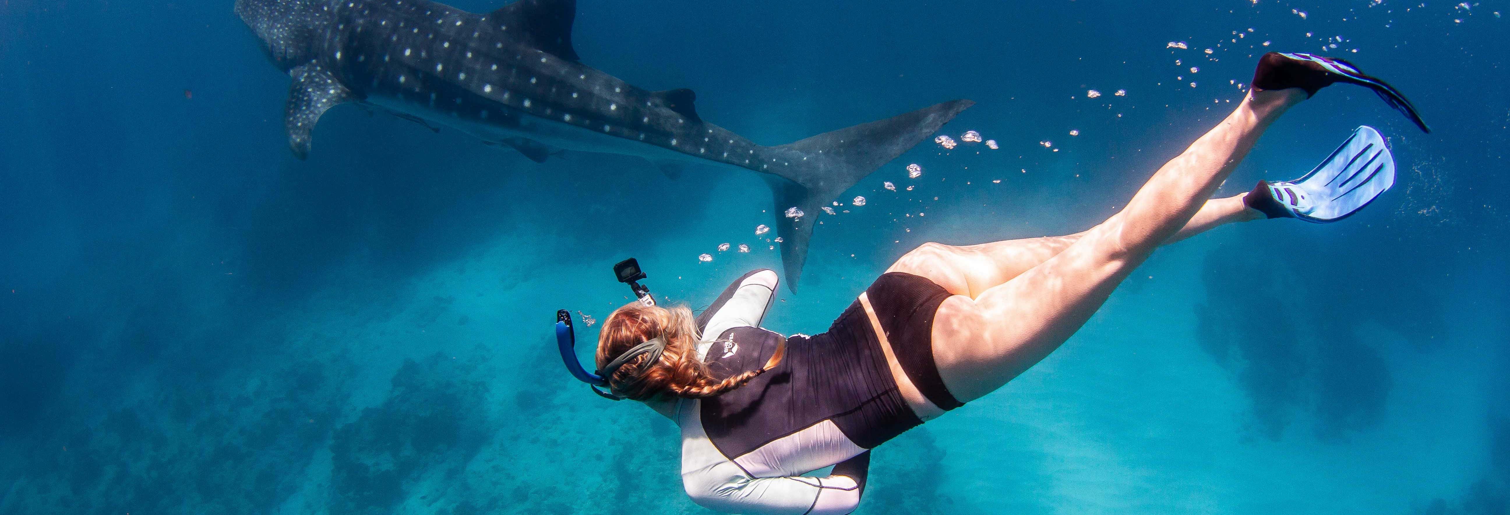 Swim with Humpback Whales or Whale Sharks