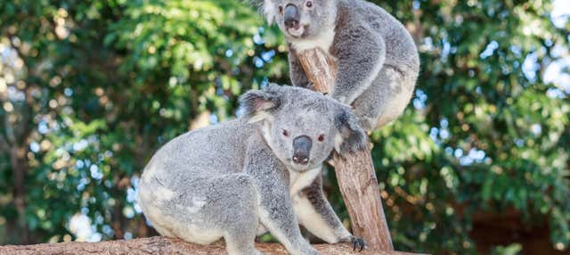 Biglietti per il Currumbin Wildlife Sanctuary