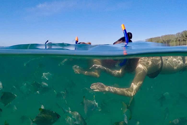 Tour de caiaque + Snorkel em Gold Coast Reserve em