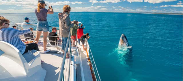Whale watching a Hervey Bay