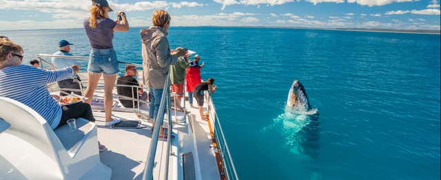 Observation des baleines à Hervey Bay