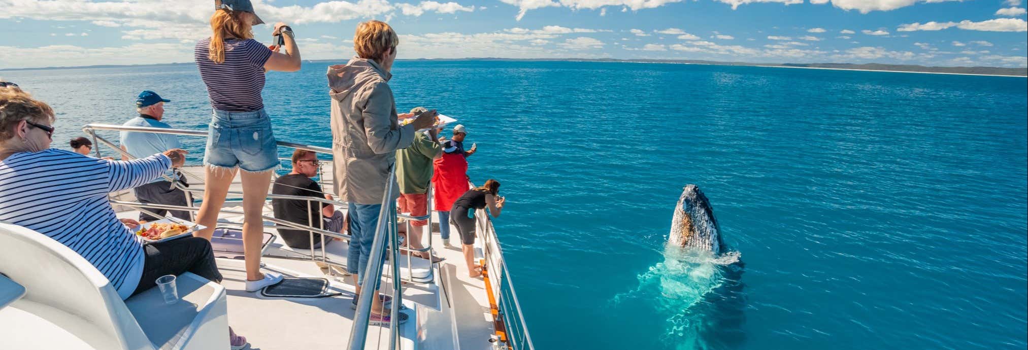 Whale watching a Hervey Bay