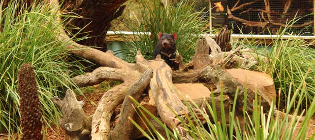 Escursione a Richmond e al Bonorong Wildlife Sanctuary