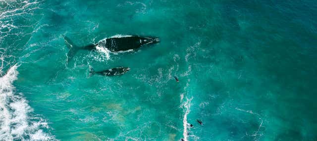 Avvistamento di balene a Jervis Bay