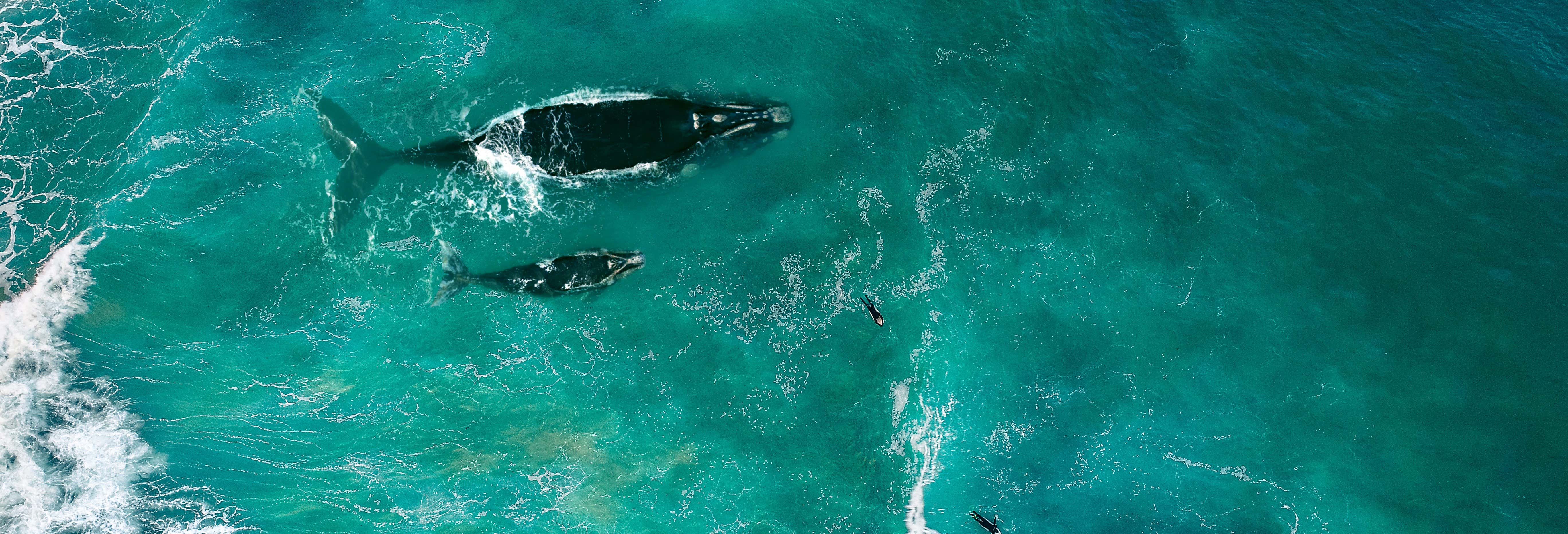 Whale Watching in Jervis Bay