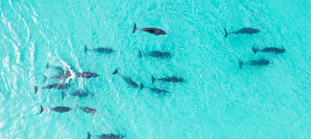 Avvistamento di delfini a Jervis Bay