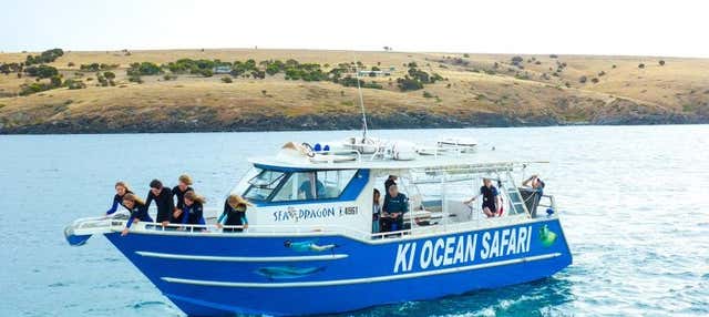 Snorkeling con delfini o foche all'Isola dei Canguri