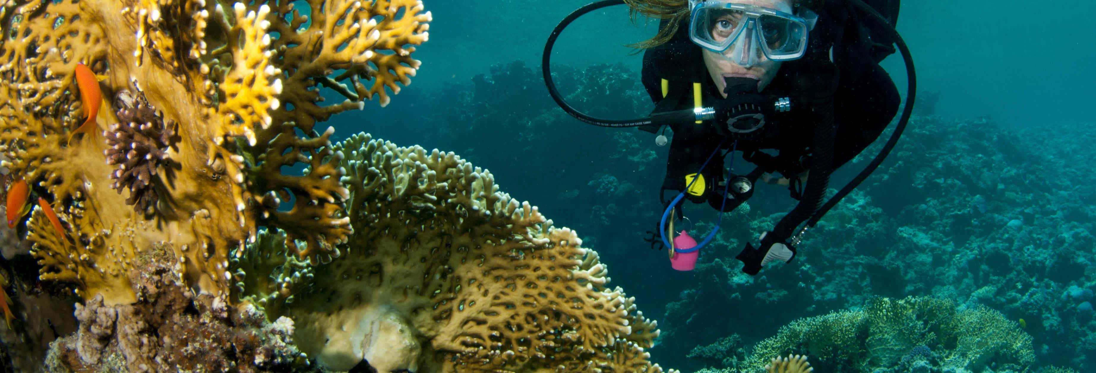 Scuba Diving in Lord Howe Island