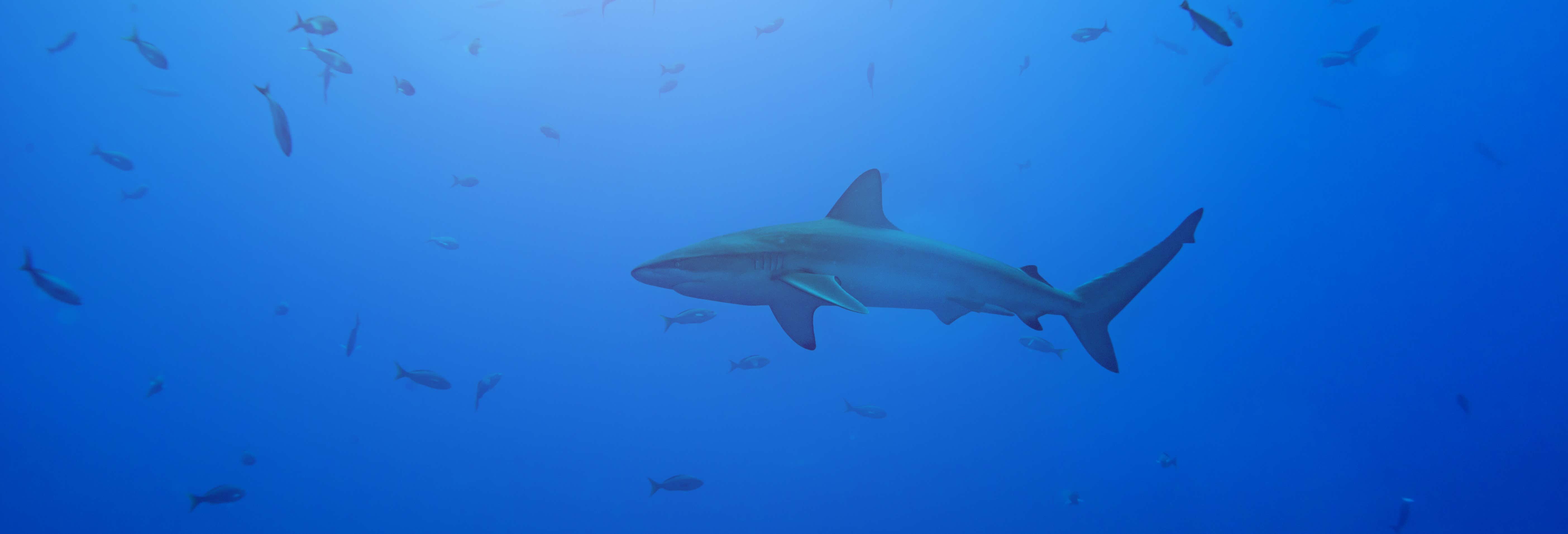 Snorkeling with Galapagos Sharks